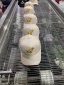 dongguan accessories factory, dongguan accessories hats  supplier